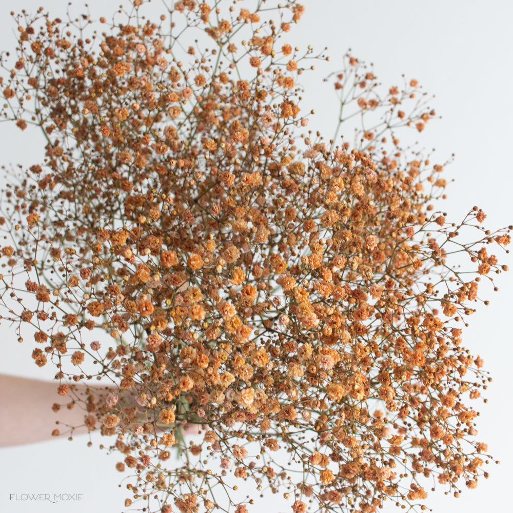 Tinted Terracotta Baby's Breath Flower