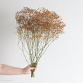 Tinted Terracotta Baby's Breath Flower