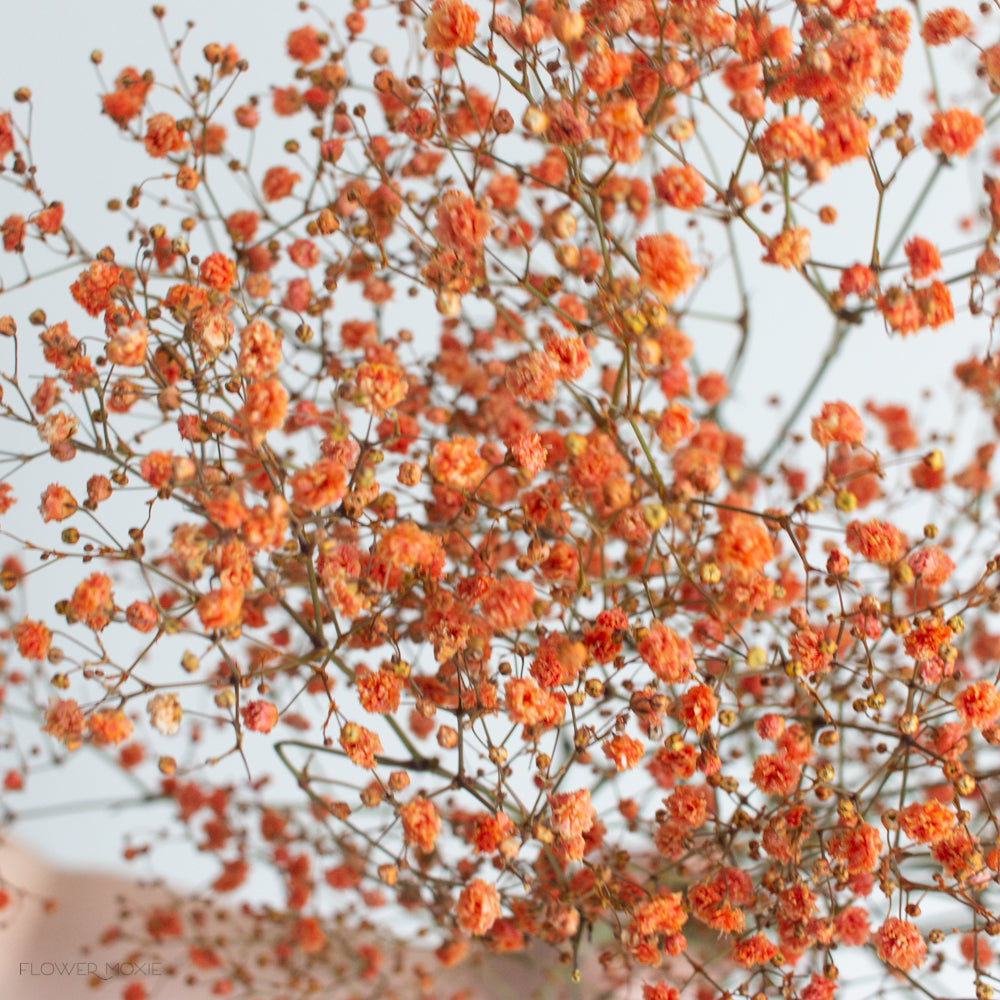 Tinted Orange Baby's Breath Flower
