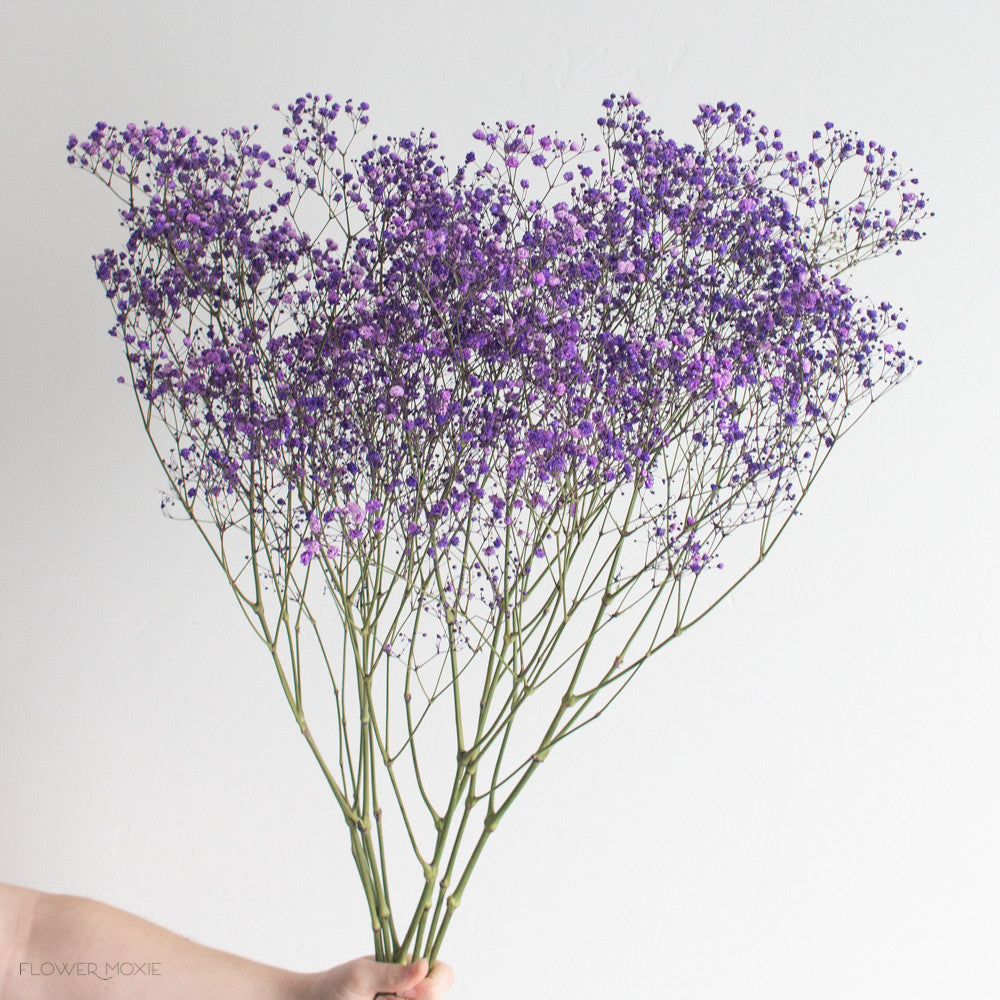 Tinted Purple Baby's Breath Flower