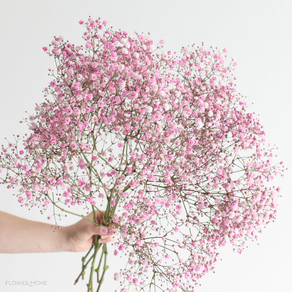 Tinted Pink Baby's Breath Flower