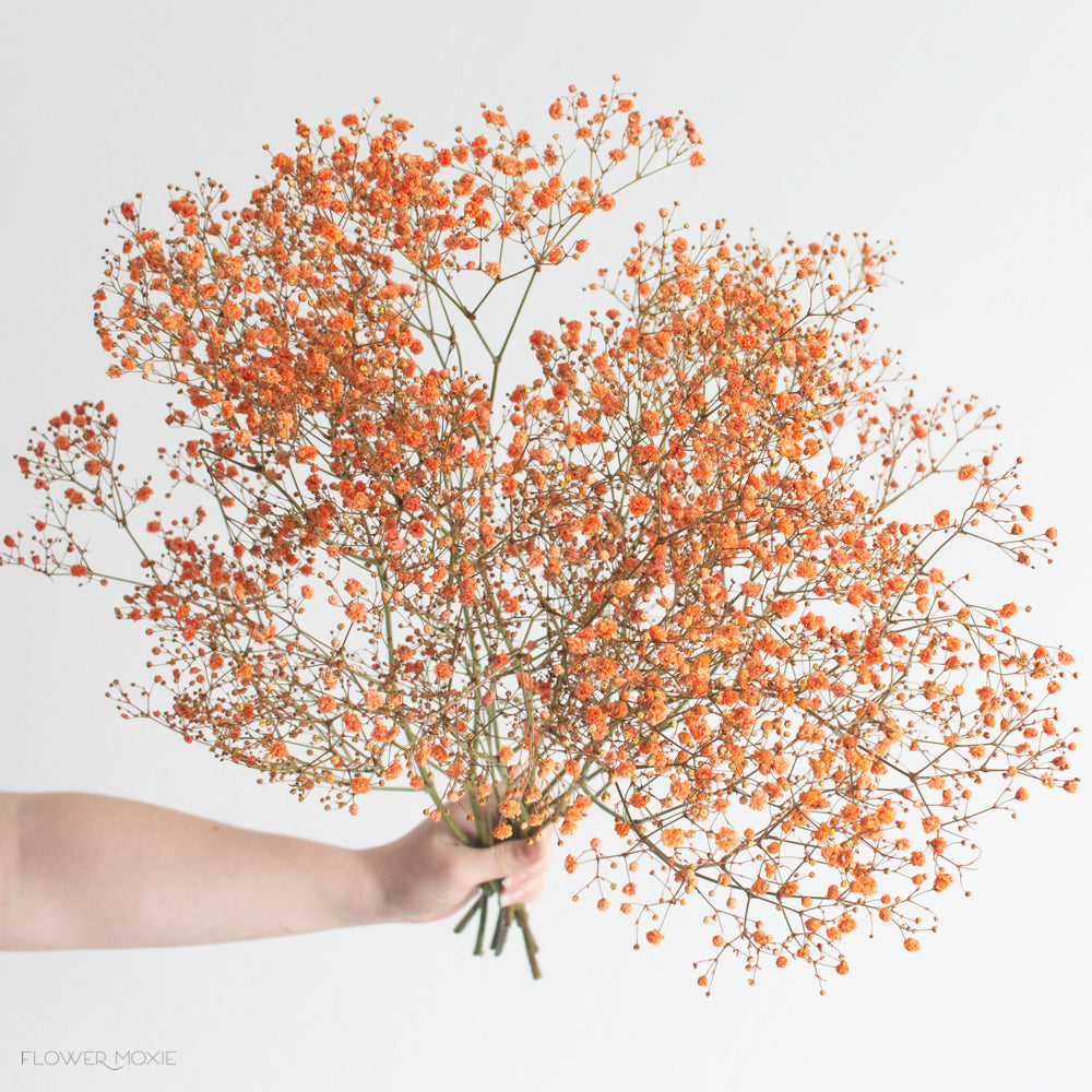 Tinted Orange Baby's Breath Flower