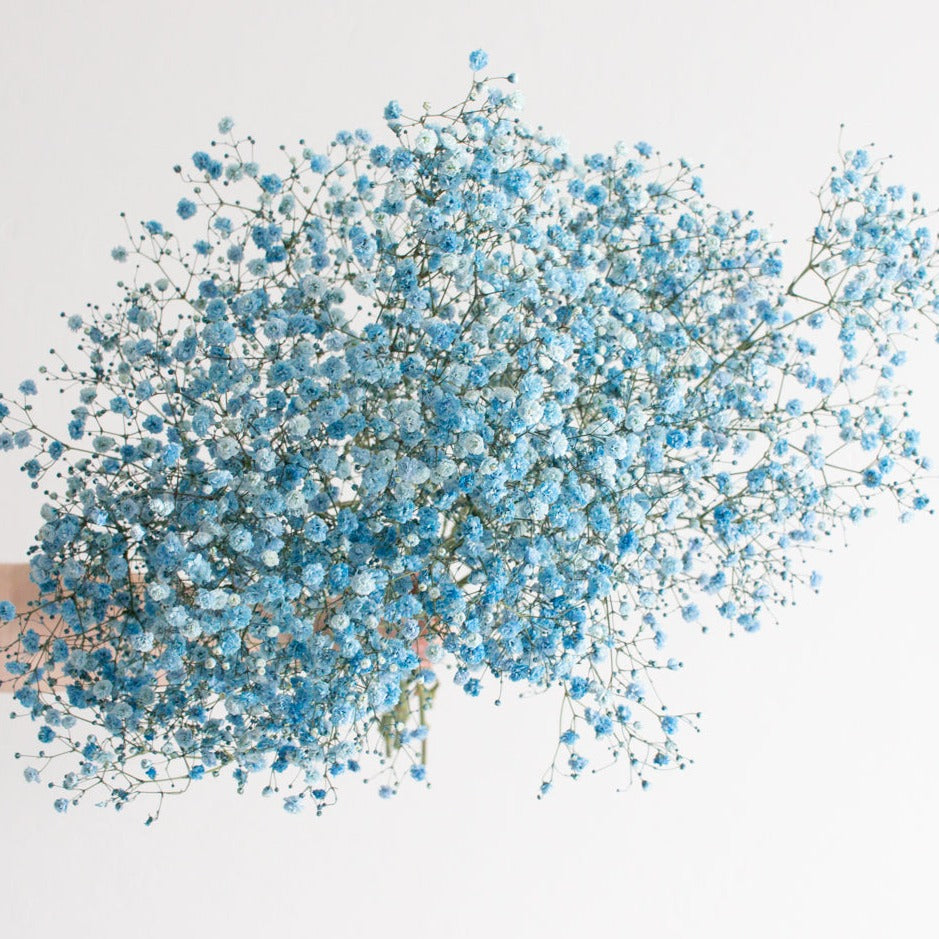 Tinted Blue Baby's Breath Flower