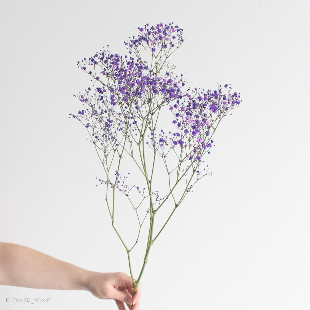 Tinted Purple Baby's Breath Flower