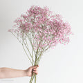 Tinted Pink Baby's Breath Flower