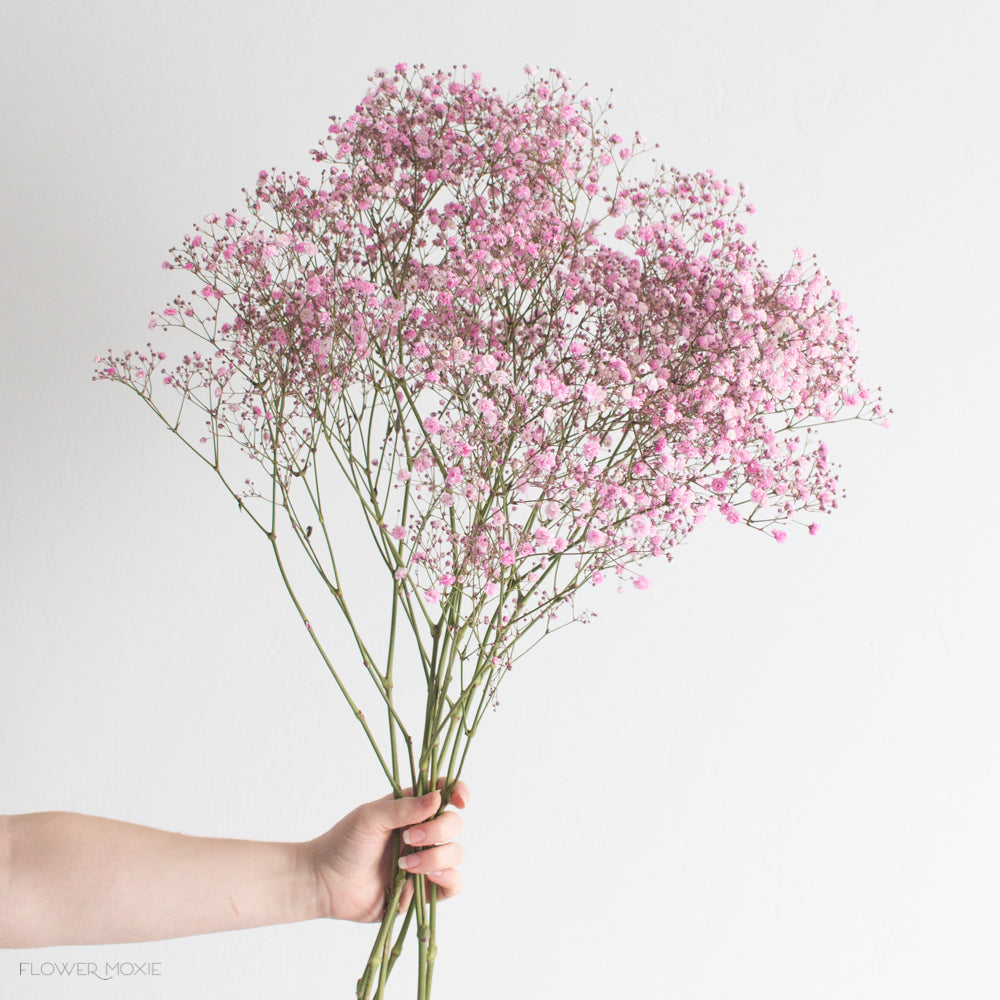 Tinted Pink Baby's Breath Flower