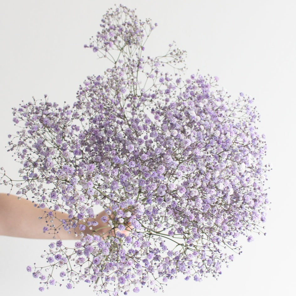 Tinted Lavender Baby's Breath Flower