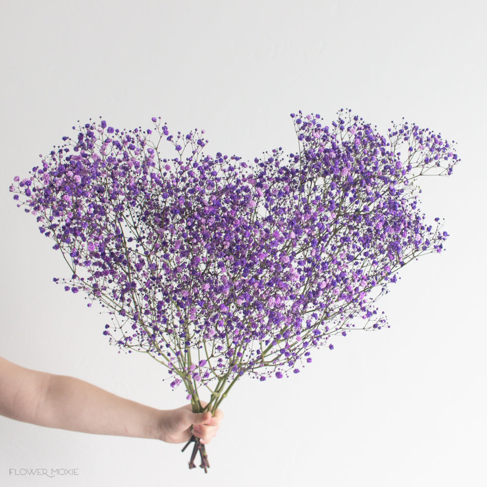 Tinted Purple Baby's Breath Flower