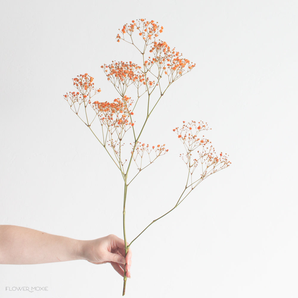 Tinted Orange Baby's Breath Flower