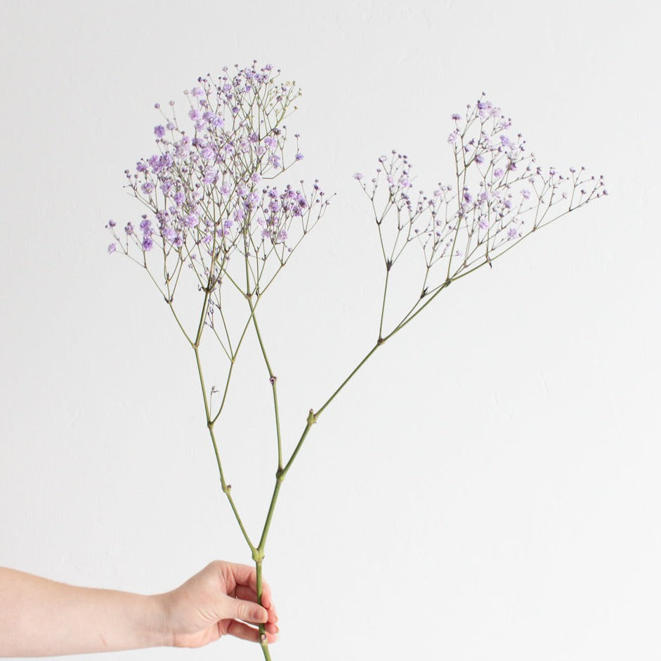 Tinted Lavender Baby's Breath Flower