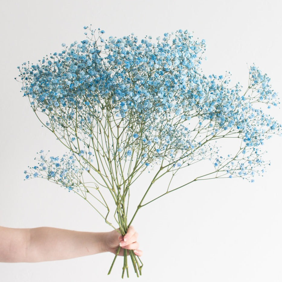 Tinted Blue Baby's Breath Flower