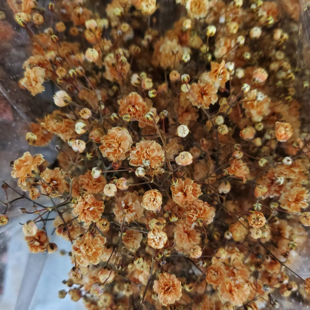 Tinted Terracotta Baby's Breath Flower